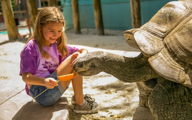 Gatorland: The Alligator Capital of the World