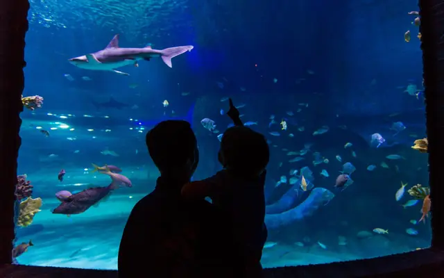 SEA LIFE Aquarium Orlando