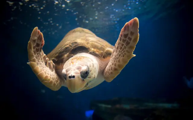 Birch Aquarium en Scripps