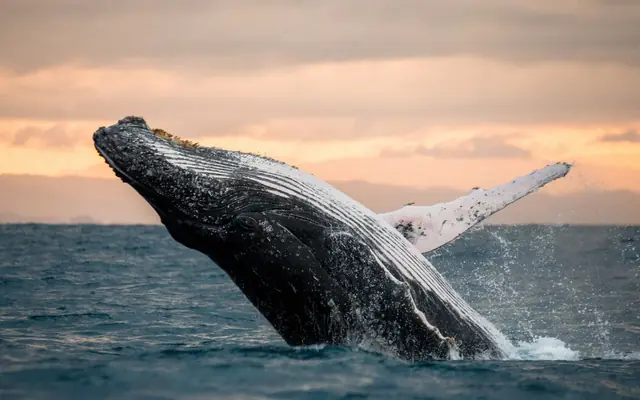 Avistamiento de ballenas con City Cruises